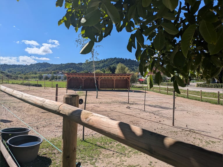 Offenstallplatz/Paddockbox mit viel Auslauf