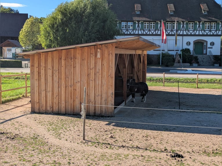 Offenstallplatz/Paddockbox mit viel Auslauf