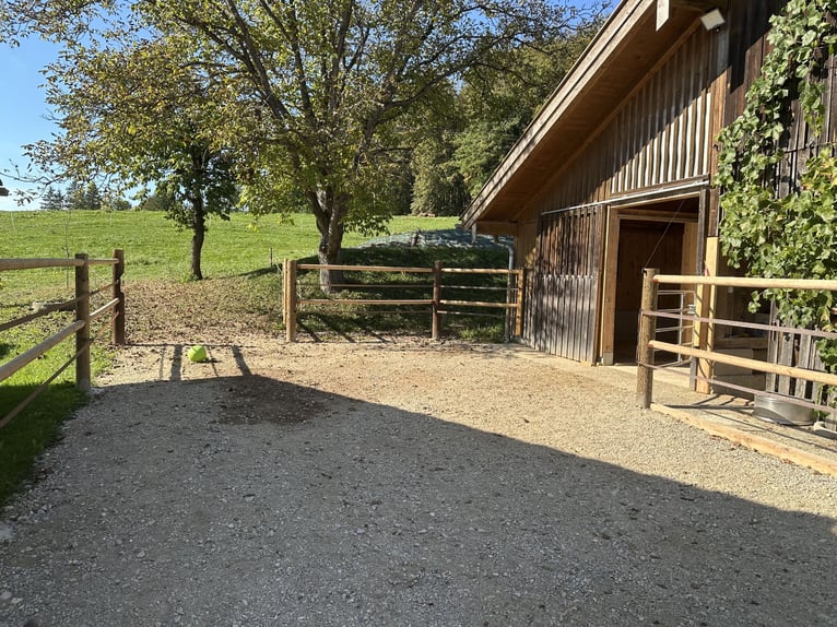 Offering an open stable box for a gelding or stallion.