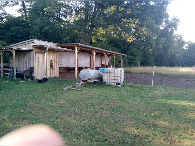 One open stable box with pasture turnout available in Wittingen