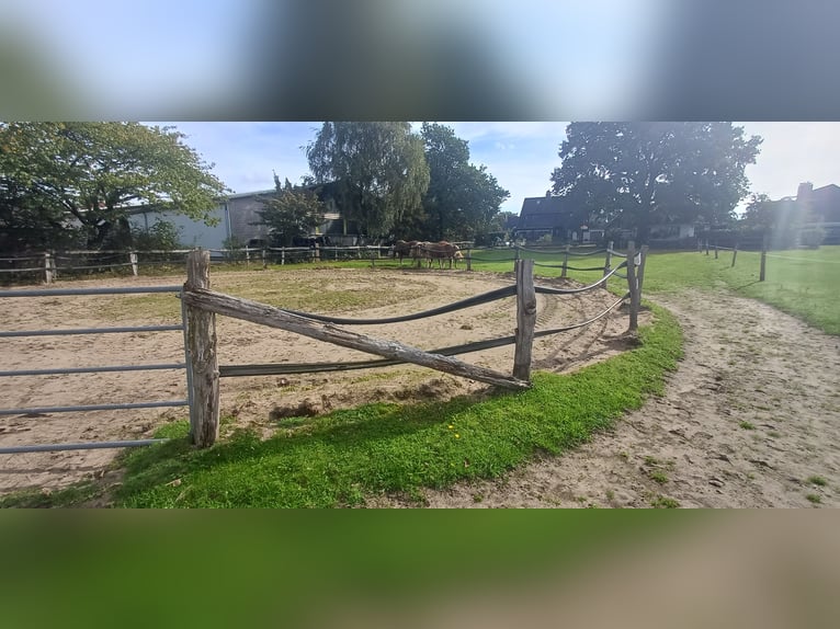 Open barn: Private group of owners looking for a new roommate for our boys’ group.