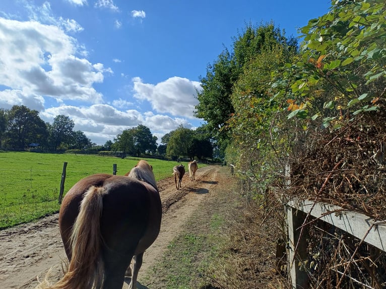 Open barn: Private group of owners looking for a new roommate for our boys’ group.