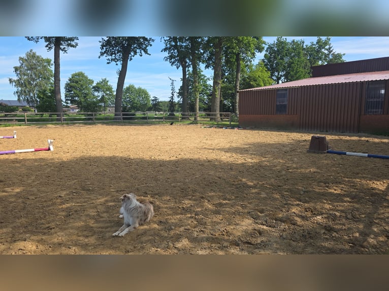 Open stable and box stalls available from summer 2027 in a family-oriented private riding stable
