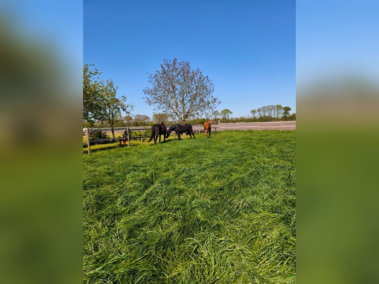Open stable and box stalls available from summer 2027 in a family-oriented private riding stable