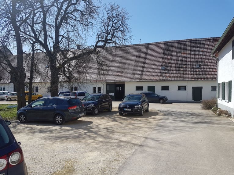 Open stable and large boxes available at an idyllic organic farm estate