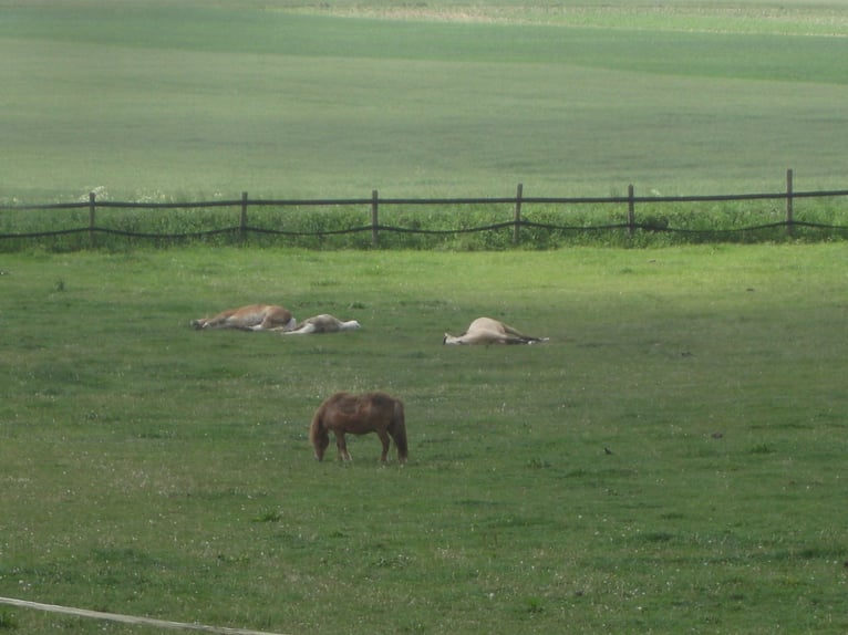 Open stable available for a well-behaved barefoot gelding.