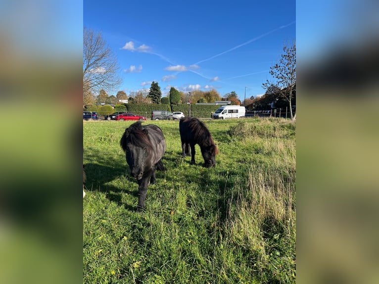 Open stable box available