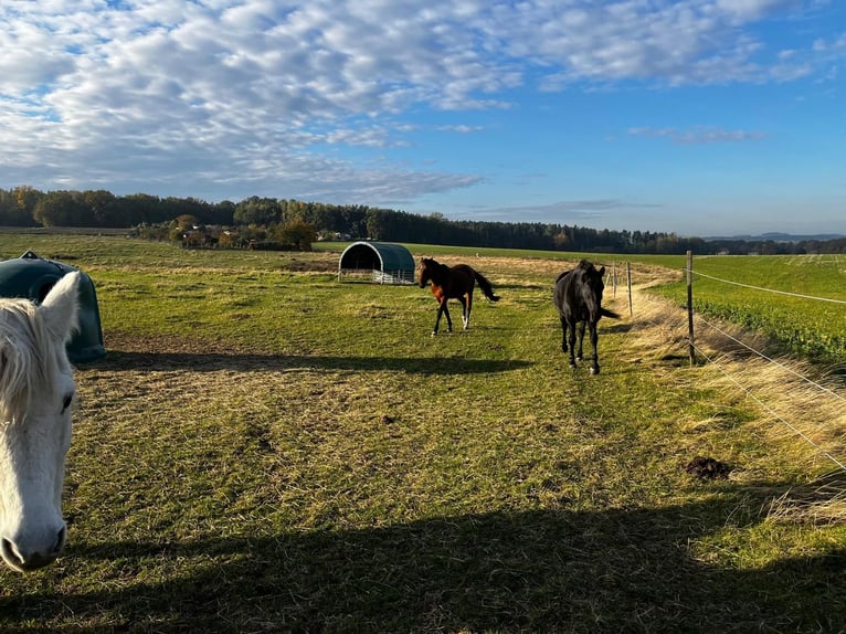 Open stable box available for mare