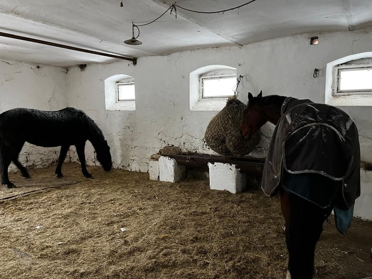 Open stable box available for mare