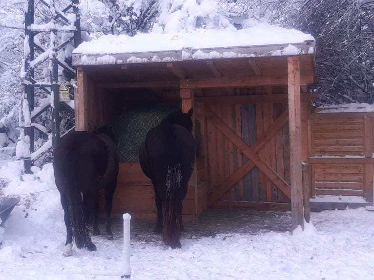 Open stable box available for self-managed housing for four horses from mid to late August!