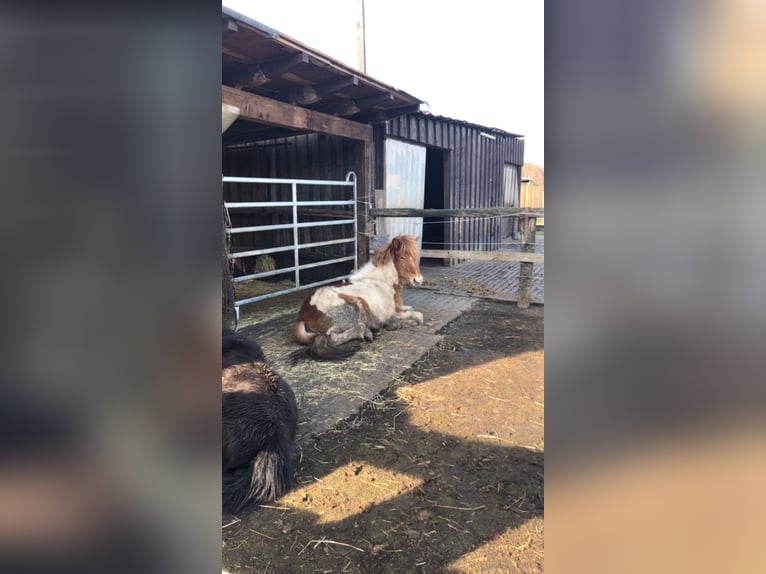 Open stable box available from June/July