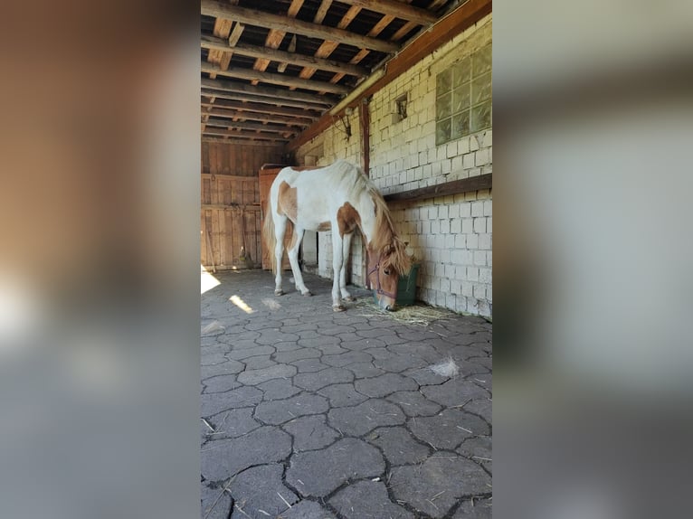 Open stable box available from June/July