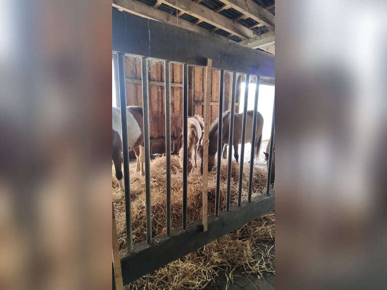 Open stable box available from June/July