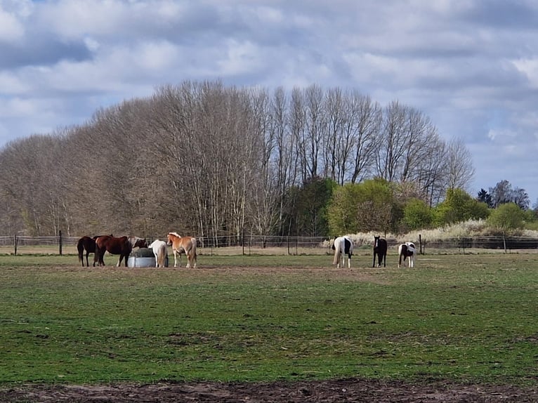 Open stable box available in a self-sufficient community, price negotiable