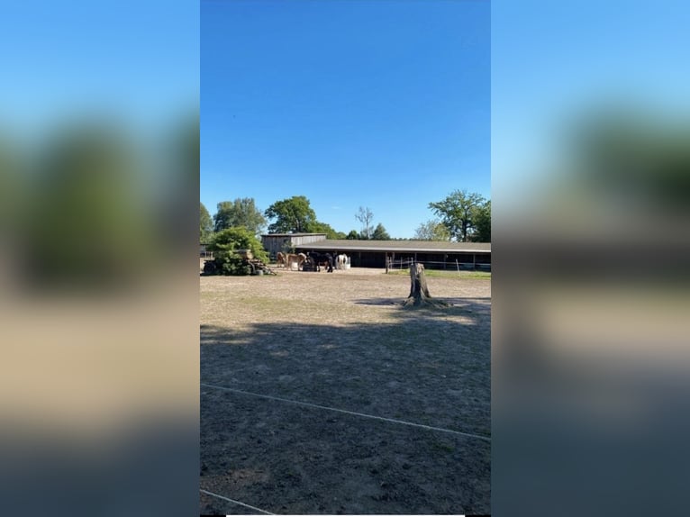 Open stable / box available, pasture, riding arena, covered round pen