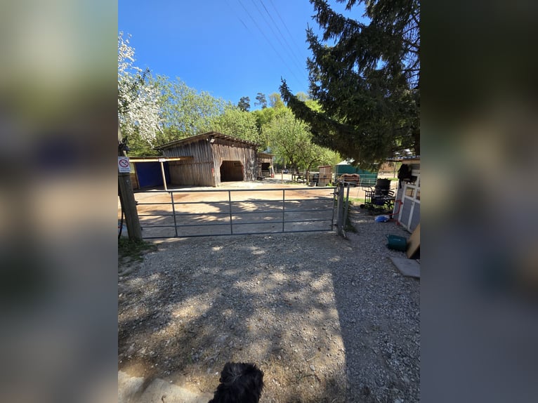 Open stable box for gelding