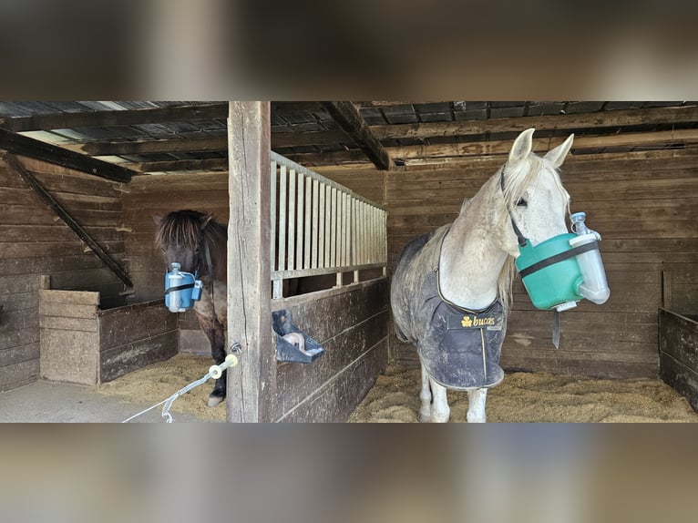 Open stable box suitable for allergy sufferers