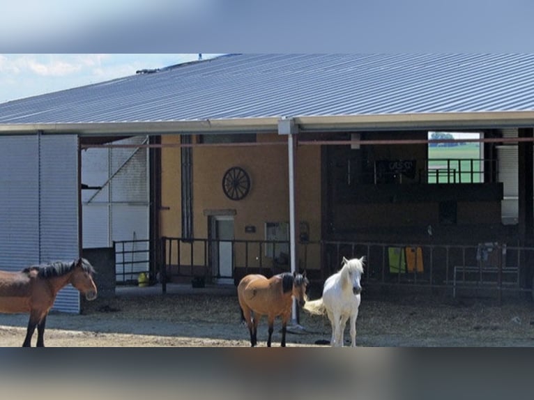 Open stable boxes available