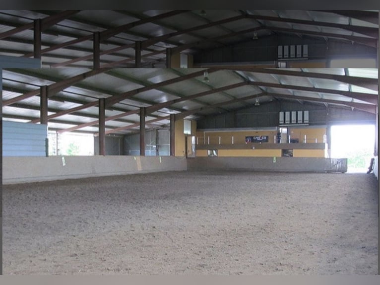 Open stable boxes available