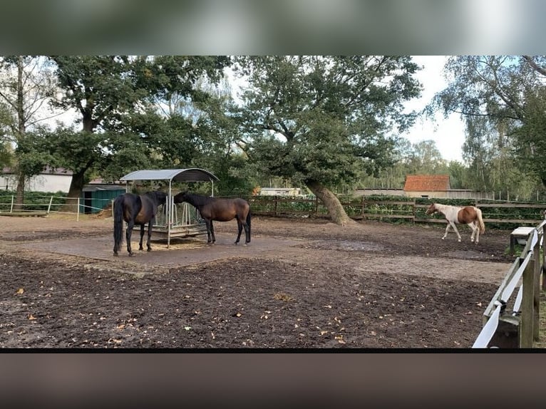 Open stable boxes available for mares in Bernau