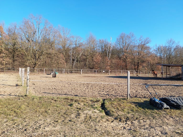 Open stable boxes available in Teltow