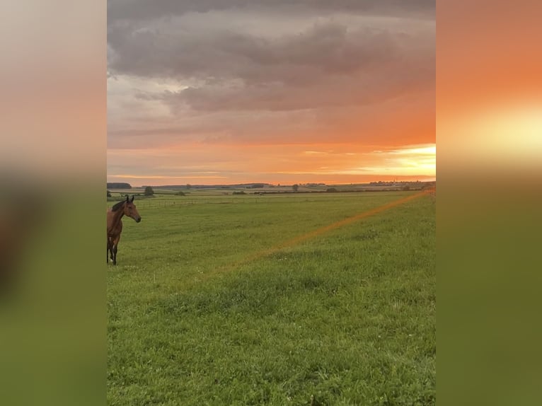 Open stable boxes | Pasture spaces available from May 1, 2026