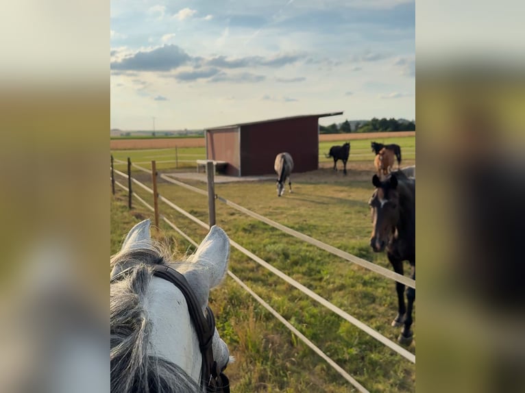 Open stable boxes | Pasture spaces available from May 1, 2026