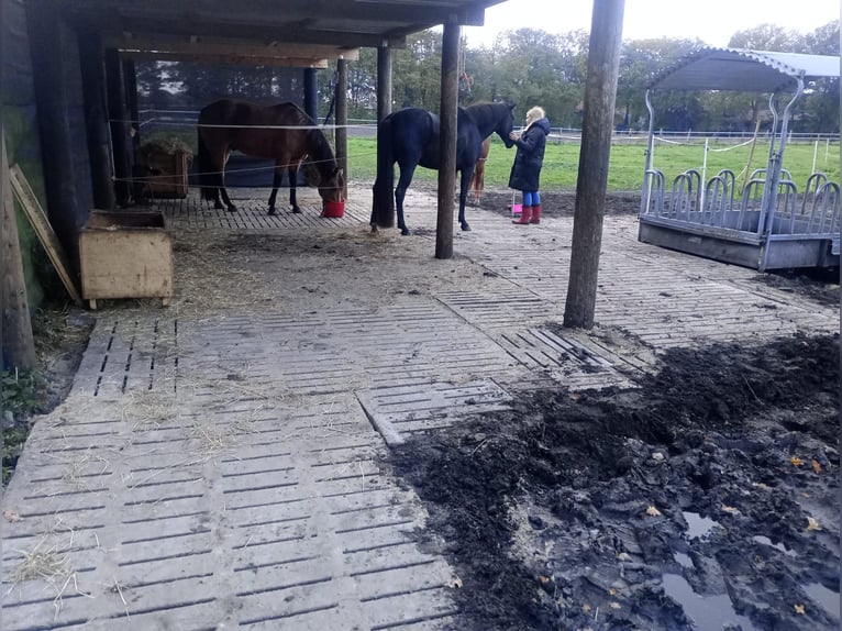 Open stable companion wanted for a six-year-old mare.