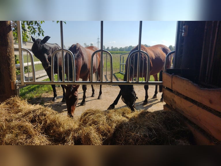 Open stable for geldings, 2 out of 5 boxes available
