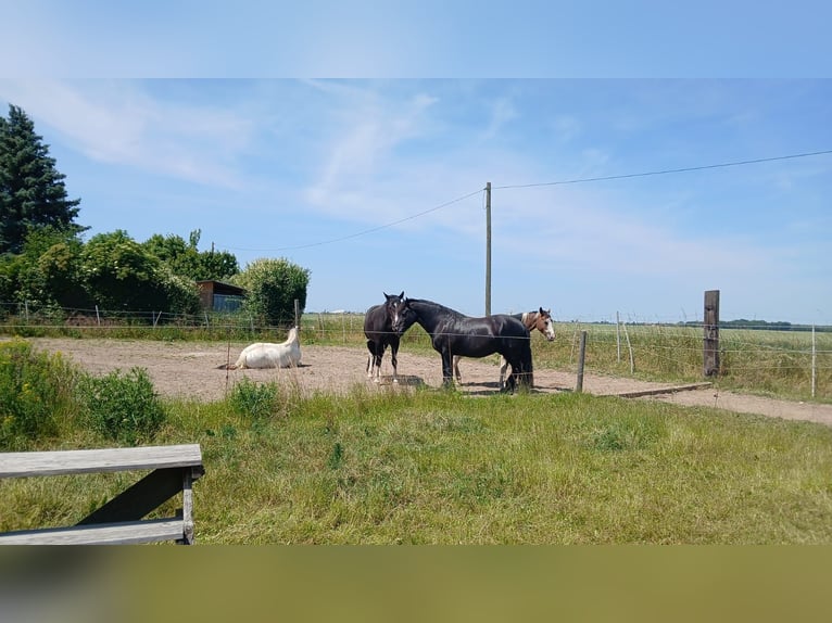 Open stable in winter and trail riding area in summer