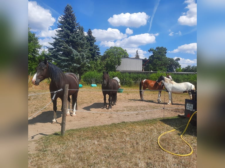 Open stable in winter and trail riding area in summer