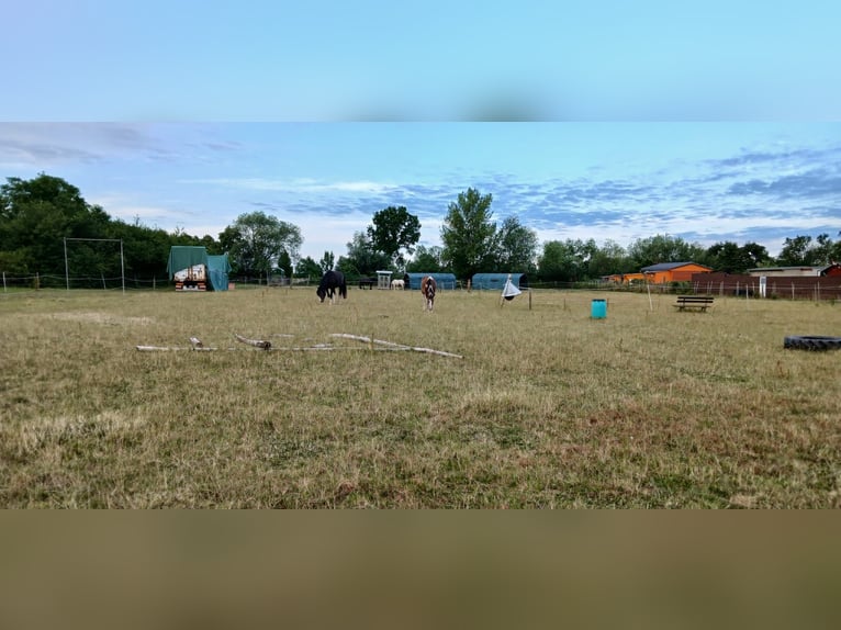Open stable in winter and trail riding area in summer