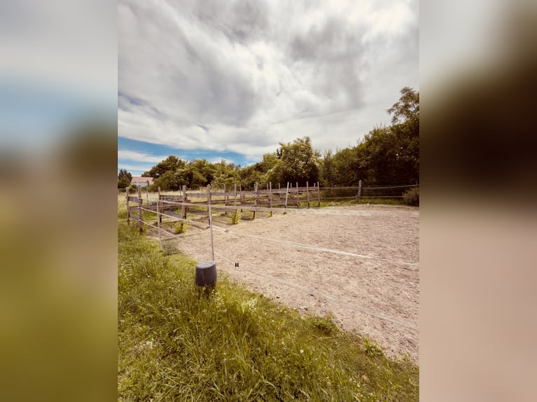 Open stable / Open stable space available