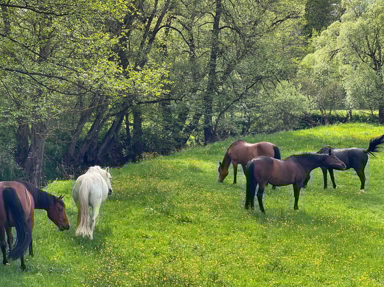Open stable paradise near Marbacher Reservoir (Petersberg): Spaces available!