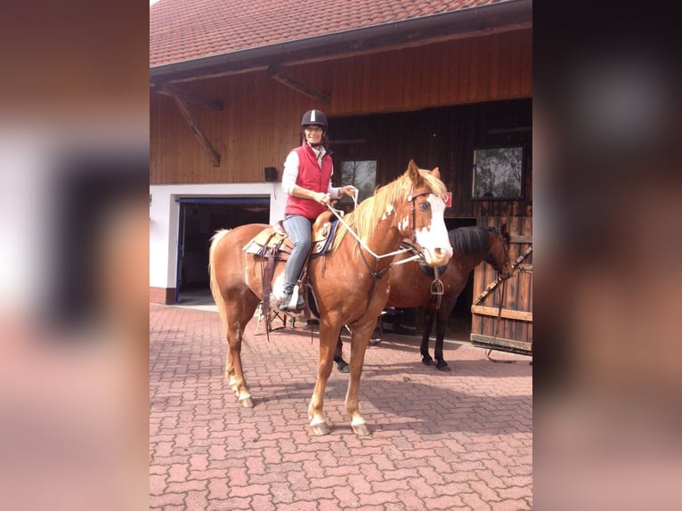 Open stable paradise near Marbacher Reservoir (Petersberg): Spaces available!