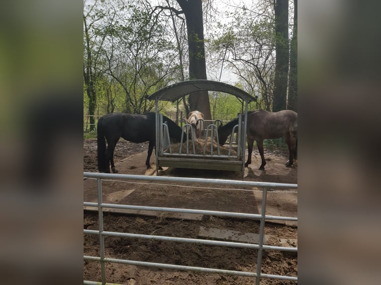 Open stable place in a mixed herd available from May 2026