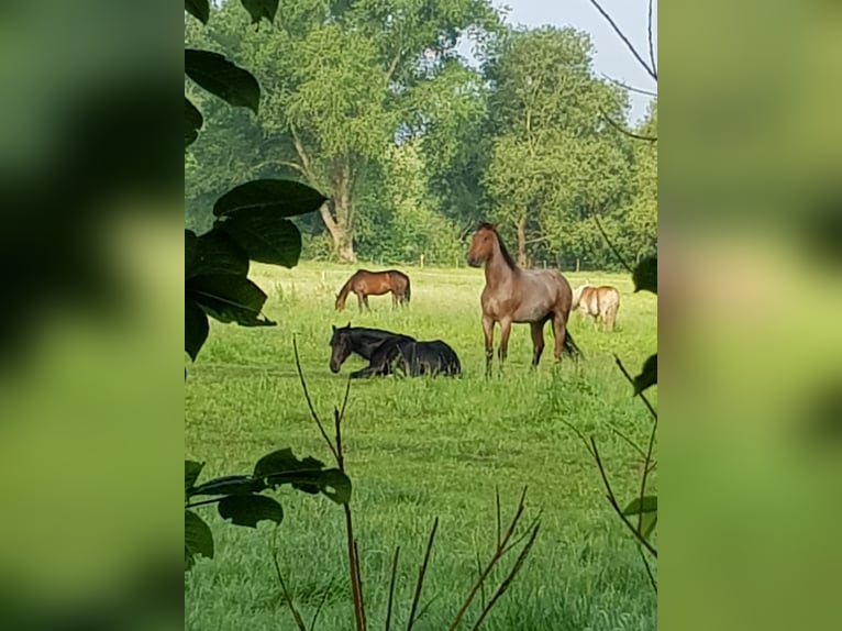 Open stable place in a mixed herd available from May 2026
