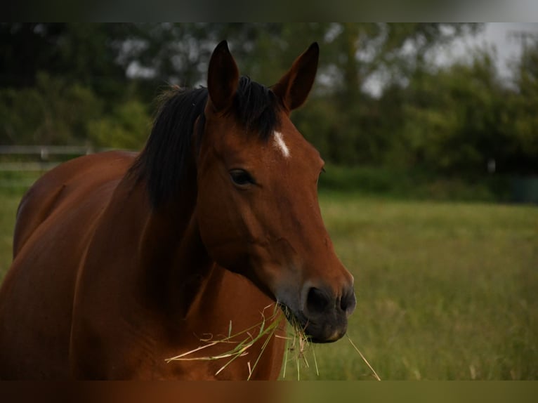 Open stable places available