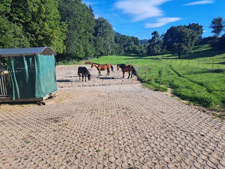 Open stable places available