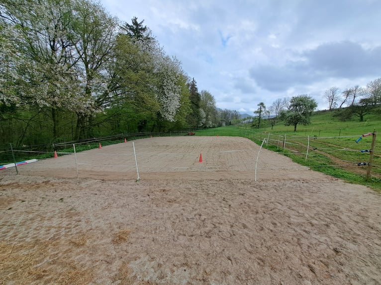 Open stable places available