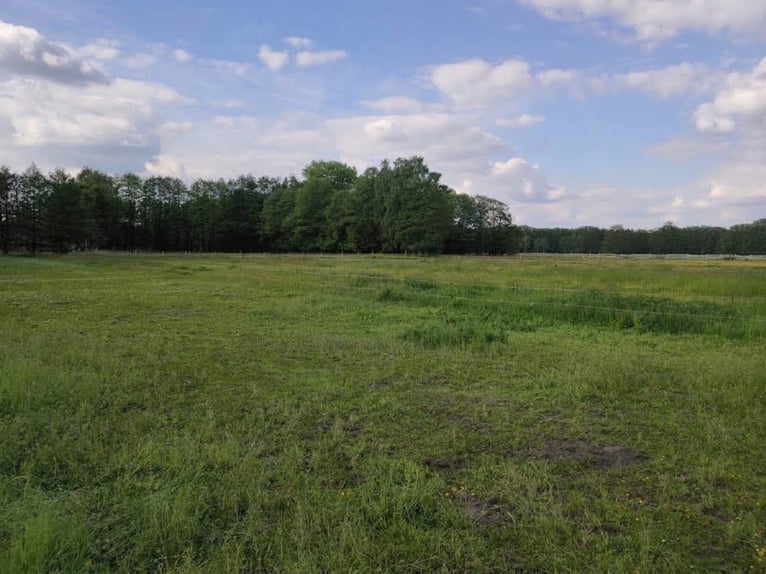 Open stable space available