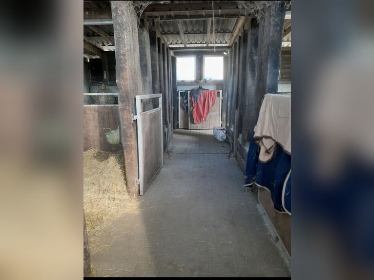 Open stable space available