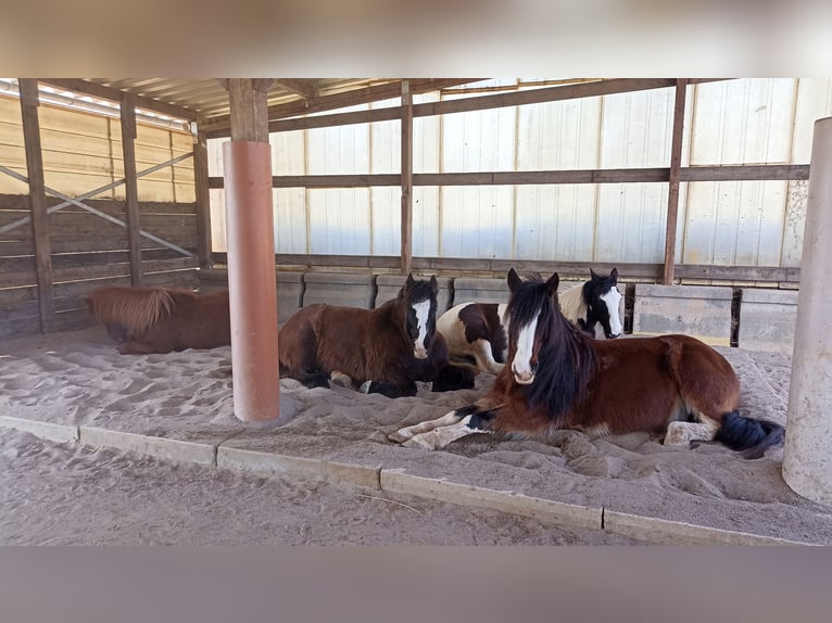 Open stable space available