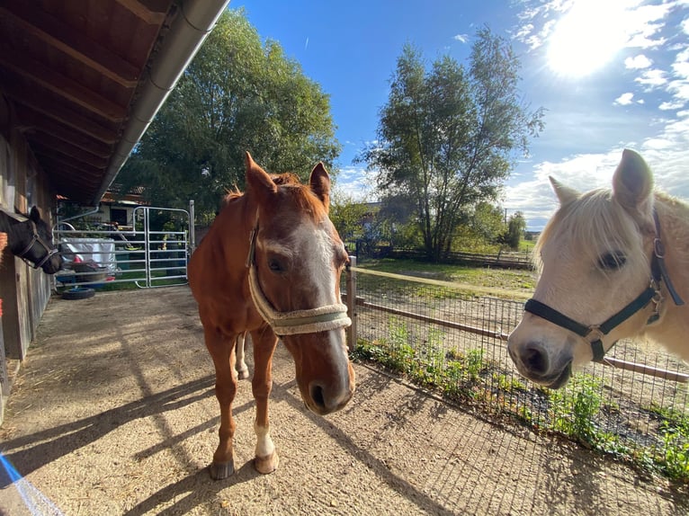 Open stable space available