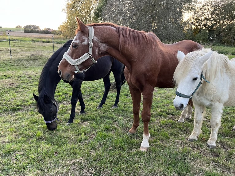 Open stable space available