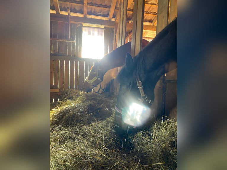 Open stable space available