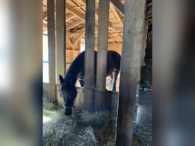 Open stable space available