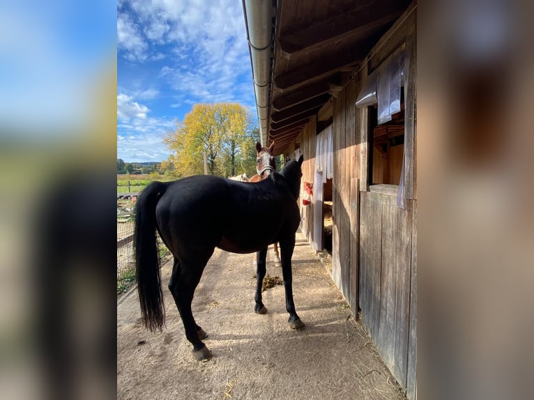 Open stable space available