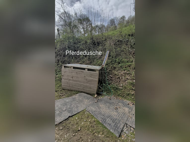 Open stable: Space available for 1-2 horses