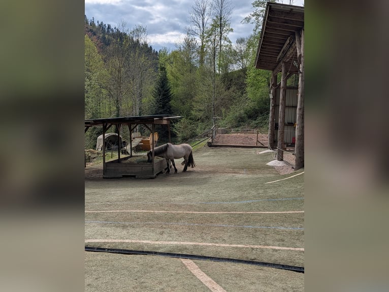 Open stable: Space available for 1-2 horses